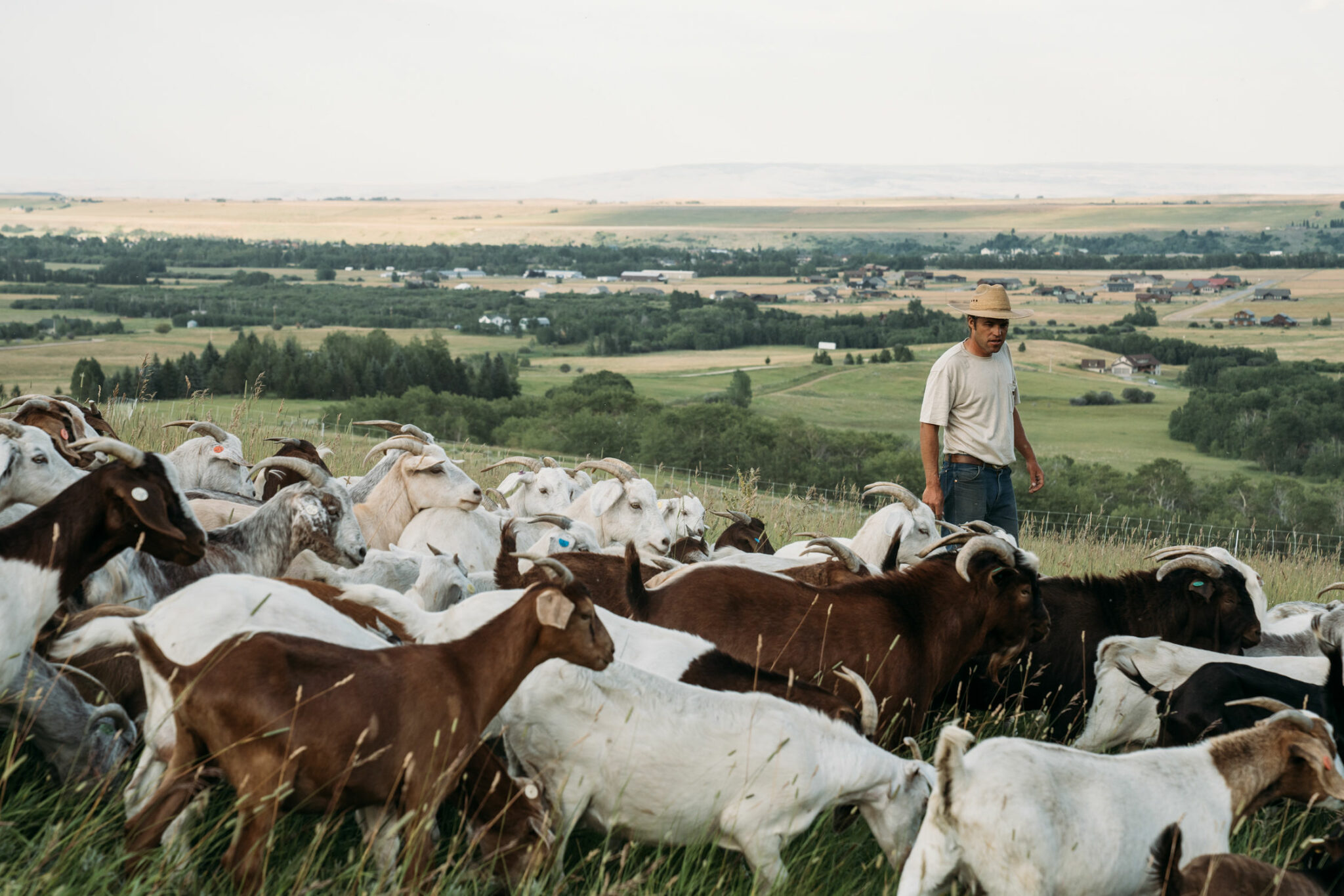 Grazing With Goats Ranch Stewards Alliance