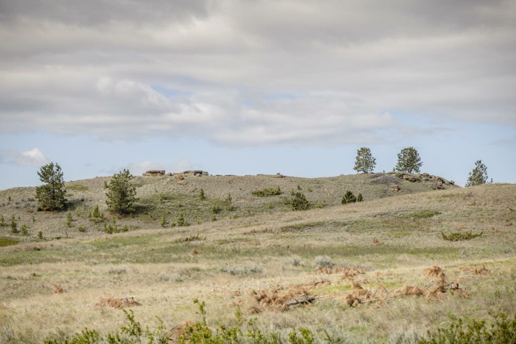 “We've only done maybe 20-some acres, so the results aren't necessarily as immediate, but they're definitely going to start showing because these trees are growing by leaps and bounds every year, and if I don't take care of some of the smaller ones when they're easier to deal with, it's going to get a lot more prohibitive,” Kevin Koss said.