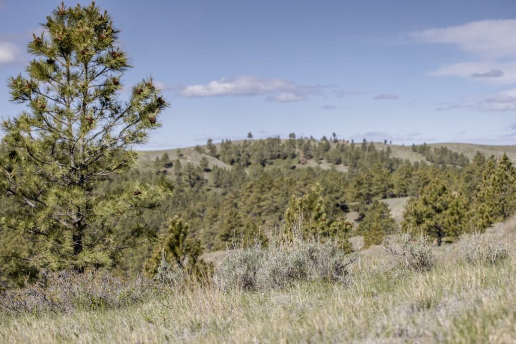 Kevin Koss had observed an increase in trees and loss in grass, but it wasn’t until he utilized the Rangeland Analysis Platform (RAP) to quantify the change that he realized tree encroachment had tripled. With added tree growth, his grass production was decreased by about 10 percent since the mid-eighties and another tool within RAP estimated that to be a 300-pound-per-acre decrease in grass, or nearly one-third of the available grass in the area lost to trees.