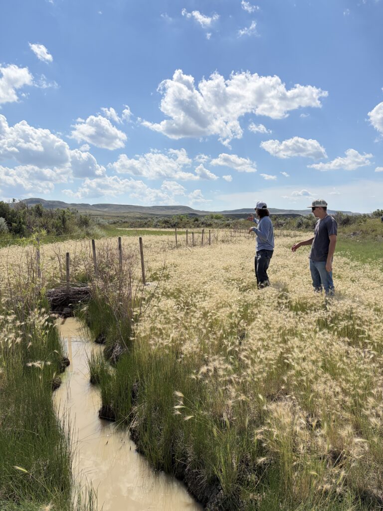 Two people inspecting a grassy creek bank beside a stream.