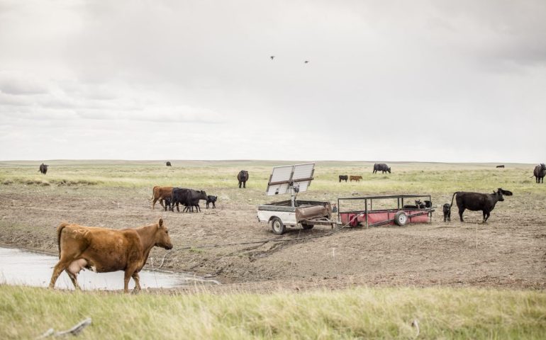 Dusty Emond paired one of his portable tanks, purchased through a partnership with RSA,  with a solar powered pump, also in an easy-to-move trailer, pumping water out of a stock reservoir that is too low for cows to access.